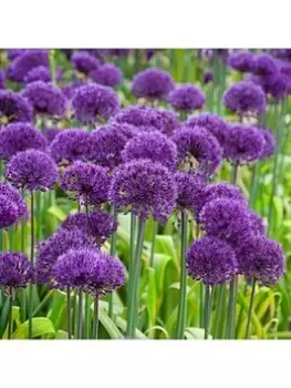 Allium Purple Sensation - Pack Of 25 Bulbs