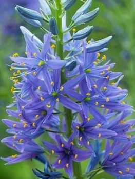 Camassia Leichtlinii Blue 7 Bulbs Size 12/14