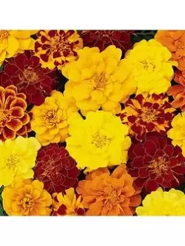 Yougarden Marigold Durango Mixed Plants