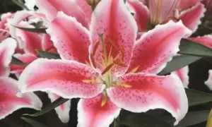 Lily Giant Flowered Collection: Five of Three Varieties/15 Bulbs