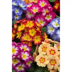 YouGarden Primrose Bonelli Mix 20 Plants