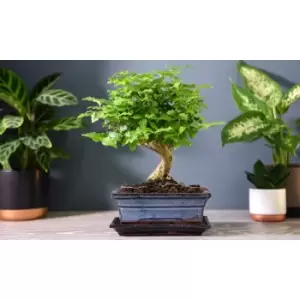 Thompson & Morgan Thompson and Morgan Bonsai Ligustrum (House Plant) 12cm pot - 1 plant