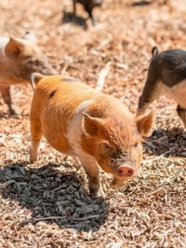 Virgin Experience Days Piggy Pet and Play for Two at Kew Little Pigs in Amersham, Buckinghamshire, One Colour, Women