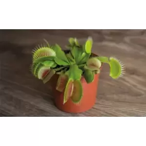 Thompson & Morgan Thompson and Morgan Venus Fly Trap (House Plant) 9cm Pot x 1