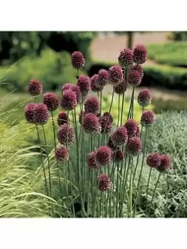 Allium Sphaerocephalon (Drumsticks) 100 Bulbs