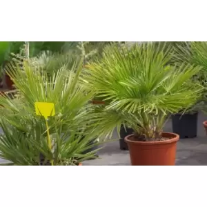 Thompson & Morgan Thompson and Morgan Chamaerops humilis - 19cm x 2 plants