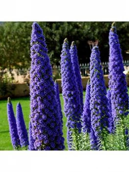 Echium 'Pride Of Madeira' 2L Potted Plant