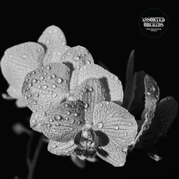 Assorted Orchids - Assorted Orchids Vinyl