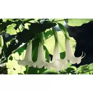 Thompson & Morgan Thompson and Morgan Brugmansia (Datura) Single Yellow 9cm Pot x 1