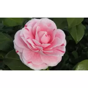 Thompson & Morgan Thompson and Morgan Camelia Pink 9cm - 1 Plant