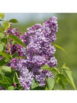 French Lilac Syringa vulgaris 'Paul Deschanel' 5L