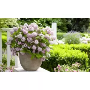 Thompson & Morgan Thompson and Morgan Deutzia Raspberry Sundae 9cm Pot x 1