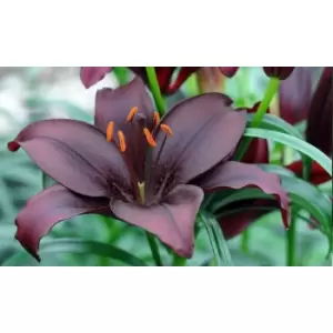 Thompson & Morgan Thompson and Morgan Lily Black Jewel 10 Bulbs