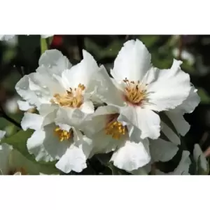 Thompson & Morgan Thompson and Morgan Philadelphus Belle Etoile 9cm Pot x 2