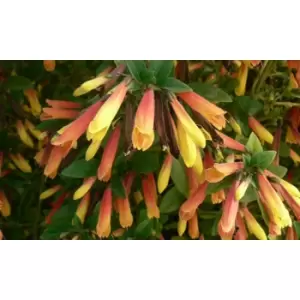 Thompson & Morgan Thompson and Morgan Brazilian Jacobinia paciflora Fuchsia 9cm pot - 3 plants