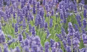 English Lavender, 5 Plants