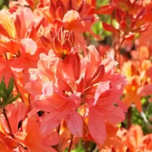 Thompson & Morgan Azalea Dwarf Orange 9cm Pot x 1