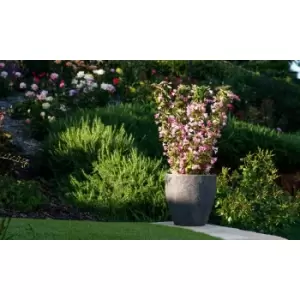 Thompson & Morgan Thompson and Morgan Weigela Towers of Flowers Apple Blossom 9cm Pot x 2