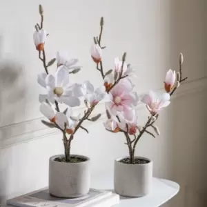 Crossland Grove Potted Magnolia (real Touch) White H600Mm