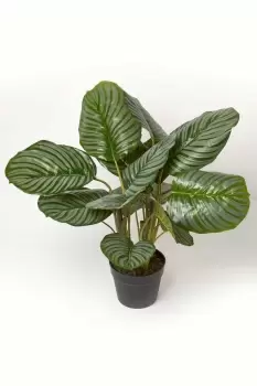 Calathea Peacock Plant in Pot, 55cm Tall