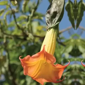 Thompson & Morgan Thompson and Morgan Brugmansia (Datura) Single Red/Orange 9cm Pot x 1