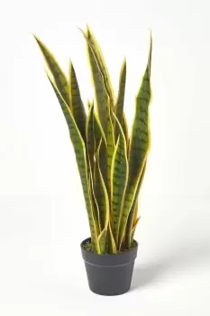 Snake Plant, 74cm Tall