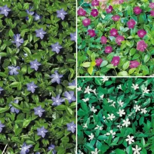 Yougarden Vinca Collection x 3 Plants in 9cm Pots