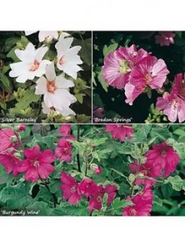 Lavatera Hardy Mallow Collection 3 X 9Cm Potted Plants