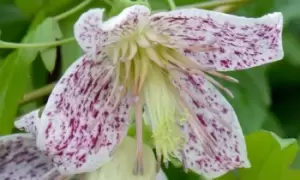 Two Clematis Duo Collection 7cm Pots