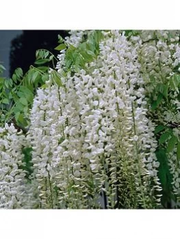 Grafted Wisteria White 2L Pot 60Cm On Canes