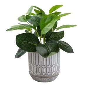 Evergreen Leaves in Cement Pot Grey 22cm