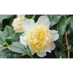 Thompson & Morgan Thompson and Morgan Camelia Yellow 9cm - 1 Plant