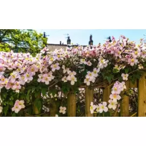 Thompson & Morgan Thompson and Morgan Clematis Montana Mayleen 7cm Pot x 1