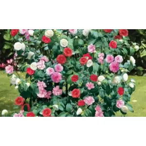 Thompson & Morgan Thompson and Morgan Camellia Tricolour 15cm Pot x 1