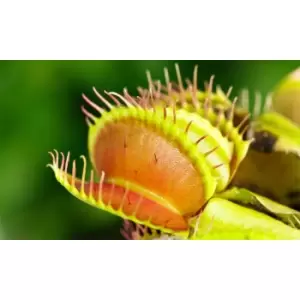 Thompson & Morgan Thompson and Morgan Venus Fly Trap (House Plant) 9cm Pot x 3