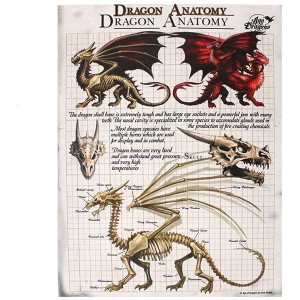 Small Dragon Anatomy Canvas Picture by Anne Stokes