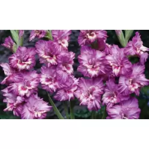 Thompson & Morgan Thompson and Morgan Gladioli 'Glamour' Collection - 15 bulbs