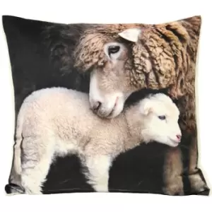 Sherpa Lamb Cushion White / 50 x 50cm / Polyester Filled