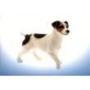 Jack Russell Terrier Figurine By Lesser & Pavey