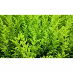 Thompson & Morgan Thompson and Morgan Italian Cypress Tree - Cupressus Goldcrest 10.5cm Pot x 1