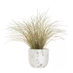 Fiori Grass Plant