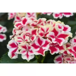 Thompson & Morgan Thompson and Morgan Hydrangea Bicolor Camila 10.5cm pot x 3