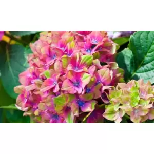 Thompson & Morgan Thompson and Morgan Hydrangea Glam Rock 9cm Pot x 2