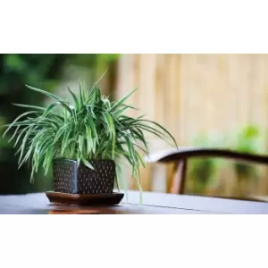 Thompson & Morgan Thompson and Morgan Chlorophytum (Spider Plant) Comosum Variegatum 12cm Pot x 1