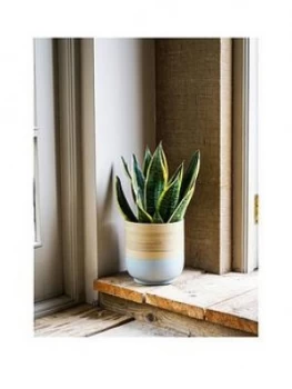 Ivyline Bamboo Grey Planter