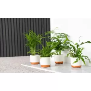 Thompson & Morgan Thompson and Morgan Green Houseplant Starter Mix 6cm Pot x 6