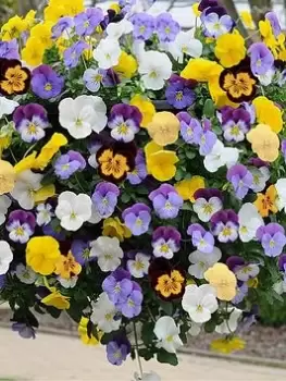 Pair Of Pansy Cool Wave Hanging Baskets