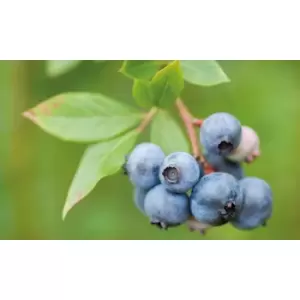 Thompson & Morgan Thompson and Morgan Blueberry Duke 9cm pot x 1