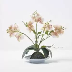 Homescapes - Pink and White Orchid 38cm Phalaenopsis in Ceramic Pot - Pink & White