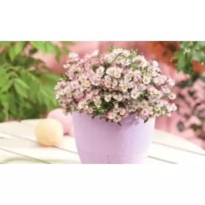 Thompson & Morgan Thompson and Morgan Rose Cutie Pie 12cm Pot x 1